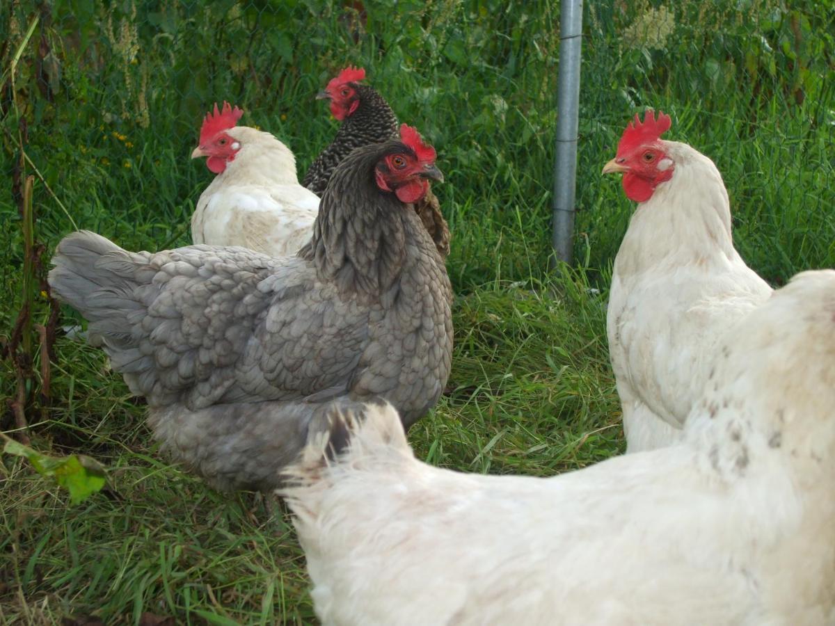 Bed and breakfast The Brown Hen Guest